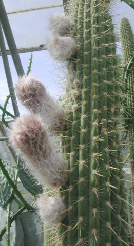 Weberbauerocereus_longicomus_1